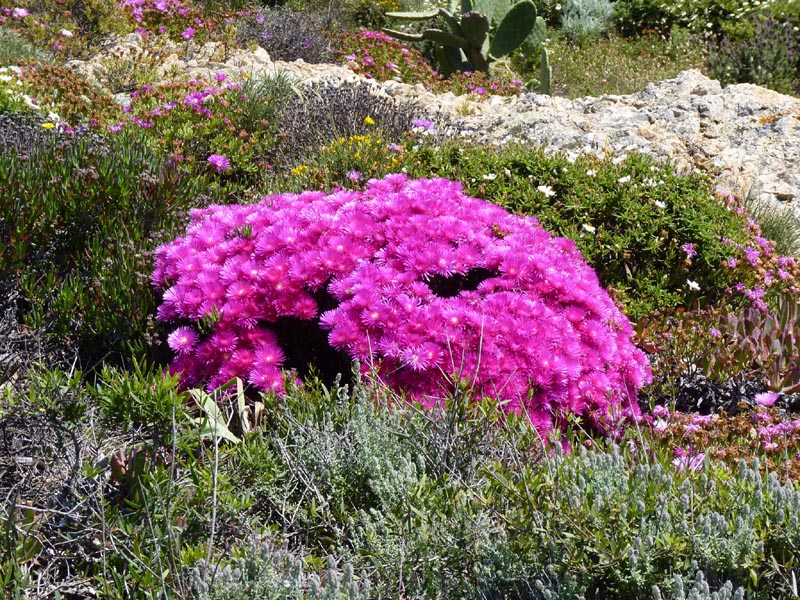Lampranthus sp photo